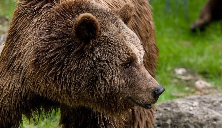 Orso bruno al Parco Faunistico di Spormaggiore