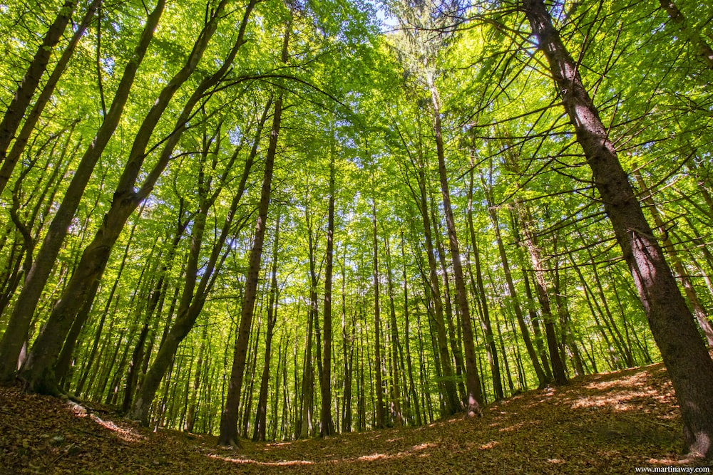 Faggeta del Parco del Respiro a Fai della Paganella